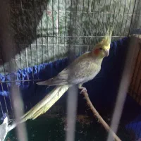 عروس هلندی جفت|پرنده|پاکدشت, کبودگنبد|دیوار