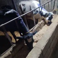 فروش دوعددگاو شیری هلشتاین و یک  گوساله نرسیمینتال