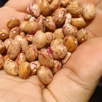 لوبیا چیتی کیلو ۲۷۰هزار تومان|خوردنی و آشامیدنی|تهران, باغ فیض|دیوار