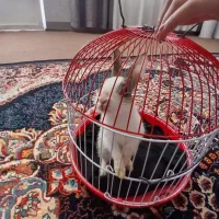 خرگوش مینیاتوری زیبا