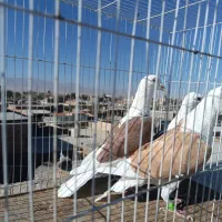 کفتر جفت گاه|پرنده|نصر آباد, |دیوار