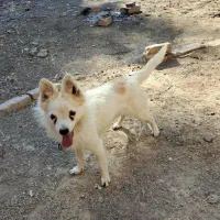 سگ پامر روباهی