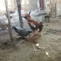 فروش تخم نطفه دار  لاری اصیل|حیوانات مزرعه|نورآباد, |دیوار