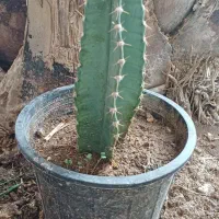 کاکتوس