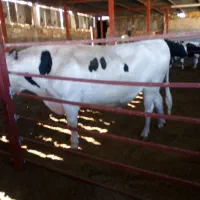 گوساله نر|حیوانات مزرعه|ایوان, |دیوار