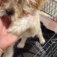 معاوضه پودل با ژرمن یا پیت بول