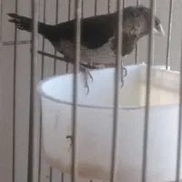 مرغ عشق پروانه ای، فنچ|پرنده|تبریز, |دیوار