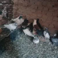 سلام عشق بازان عزیز یه دسته کبوتر تهرانی و کرمانی