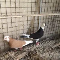 کبوتر|پرنده|ایلام, |دیوار