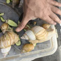 حلزون|خزنده|بجنورد, |دیوار