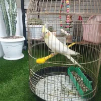 عروس هلندی ۱ساله ماده از نژاد لوتینو با قفس ..