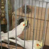 عروس هلندی لوتینو|پرنده|قمرود, |دیوار