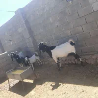 بز ....|حیوانات مزرعه|کوهدشت, |دیوار