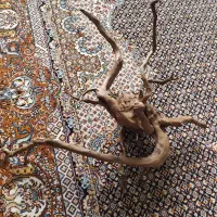 ریشه ابنوس