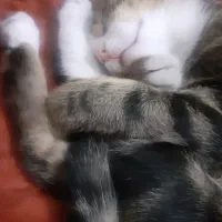 گربه گم شده