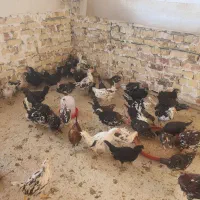 نیمچه مرغ و خروس گلین|حیوانات مزرعه|تهران, آهنگ|دیوار