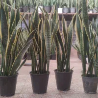 بنجامین سانسوریا فیکوس یوکا