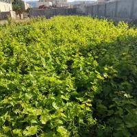 نهالستان زرنه|خدمات باغبانی و درختکاری|ایوان, |دیوار