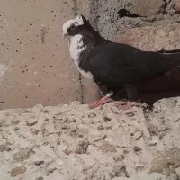 کبوتر عرب و سفید پلاکی و پوشتی|پرنده|بناب, |دیوار