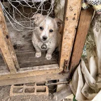 توله سگ پا کوتاه