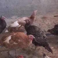 فروش بوقلمون ماده تخم گذار