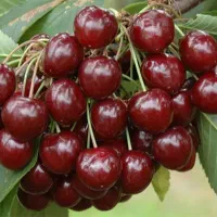 نهال گیلاس اصلاح شده باکیفیت