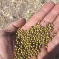 ۲۰ گونی ماش درج یک یک|خوردنی و آشامیدنی|چگنی, |دیوار