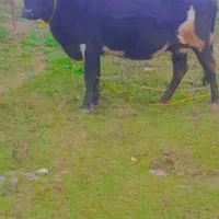 گاو چالوسی ۸ماه بالا آبستن