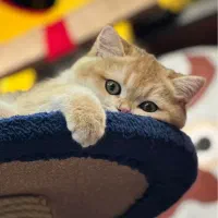 گربه بیریتش واسکاتیش گلد|گربه|تهران, باغ فیض|دیوار