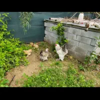 جوجه و نیمچه برهما و گلین