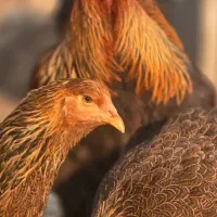 جوجه برهما پاتریچ|حیوانات مزرعه|میبد, |دیوار