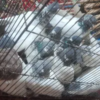 کفتر|پرنده|ساروق, |دیوار