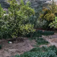 باغچه 425متر خفر|فروش زمین و ملک کلنگی|شیراز, شهرک گلها|دیوار