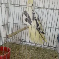 طوطی عروس|پرنده|میانه, |دیوار