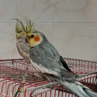 عروس هلندی