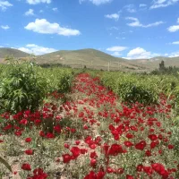 زمین کشاورزی