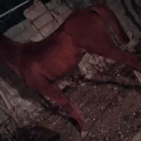 اسب