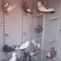 کبوتربهبهانی|پرنده|مرودشت, کوشک|دیوار