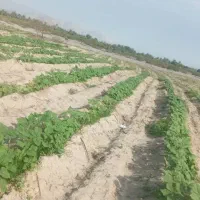 زمین‌باغی‌باکلی‌امکانات‌کشت‌دربیکاه