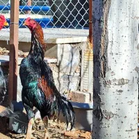 لاری اوشامو اصیل آلمانی