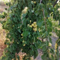 باغ شهری حاجی اباد نقش رستم|فروش زمین و ملک کلنگی|مرودشت, نقش رستم|دیوار