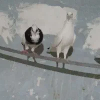 کفتر پرشی ماده مست