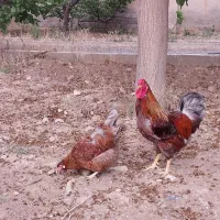 یک جفت ویاندوت بلورد خالص