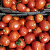 گوجه|خوردنی و آشامیدنی|جیرفت, |دیوار