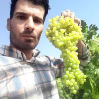 پیوند درختان|خدمات باغبانی و درختکاری|ملایر, |دیوار