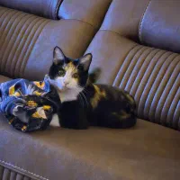 پیشی ناز برای واگذاری