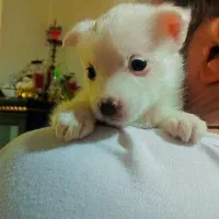 سگ فنج (مینیاتوری جیبی)