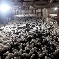 اموزش و  پرورش قارچ دکمه ای