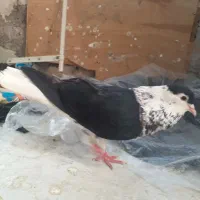 کفتر سیاه بال جفت