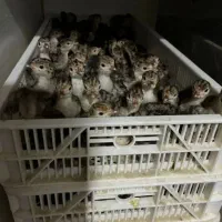 بوقلمون بیست روزه  دونه۳۵۰ تومان